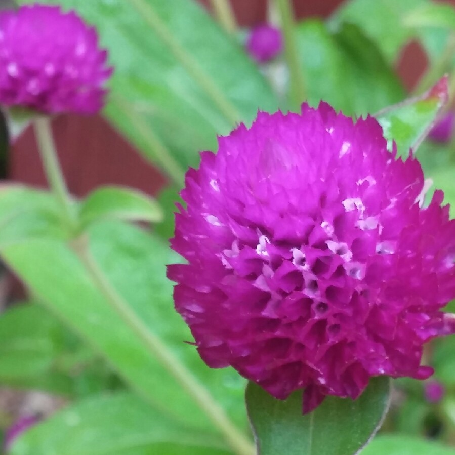Globe Amaranth