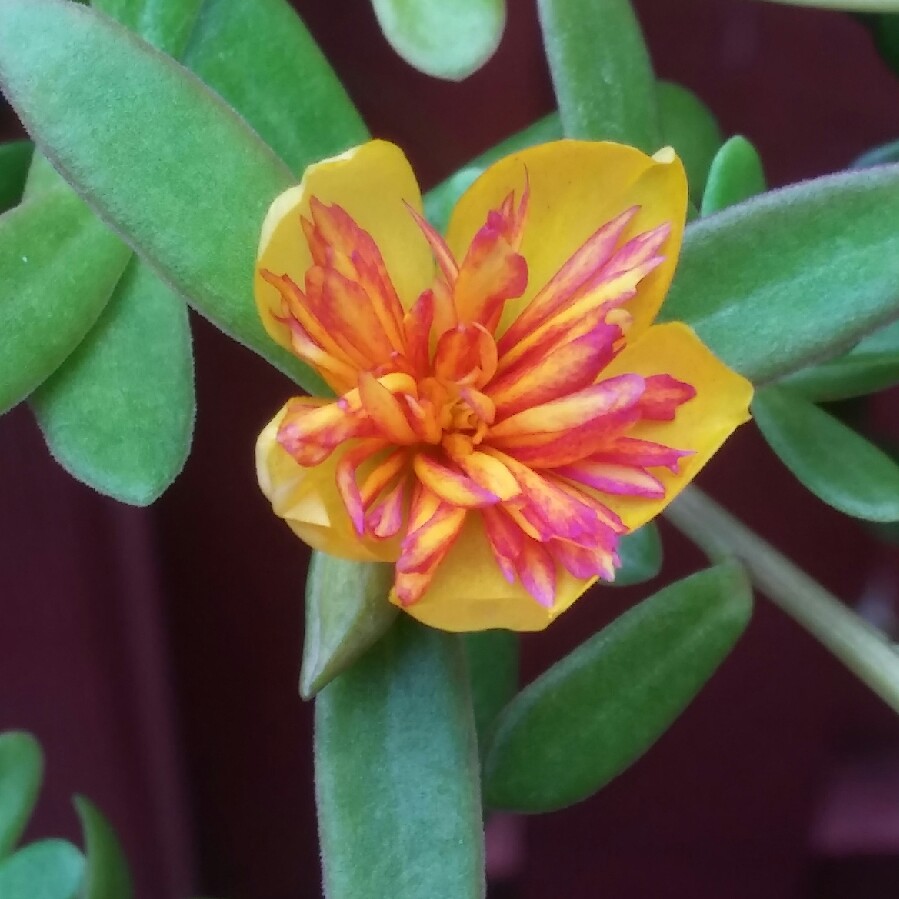 Brittany's garden