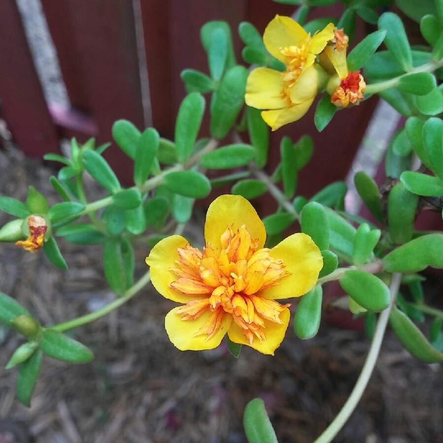 Brittany's garden