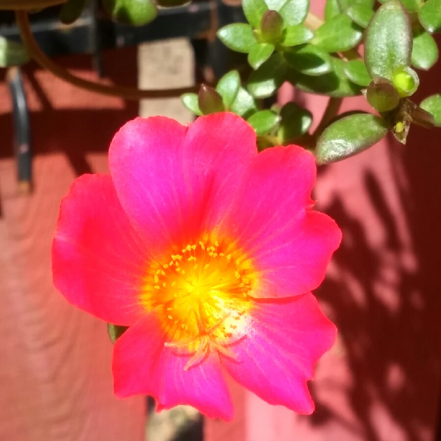 Plant image Portulaca amilis