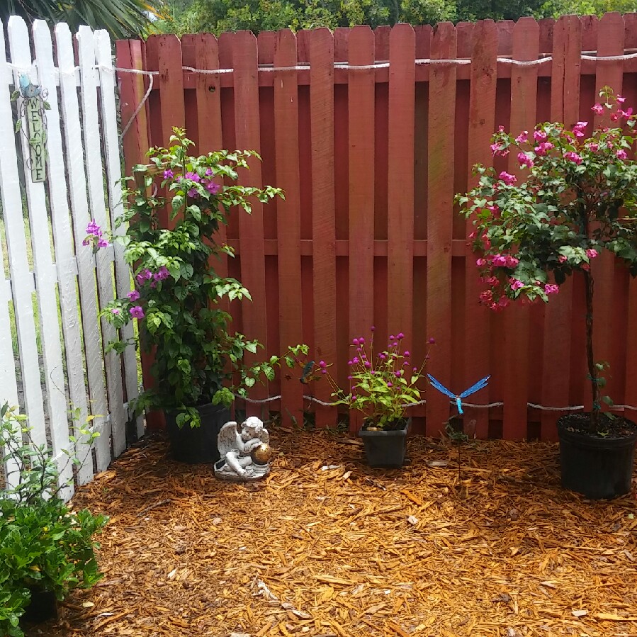 Brittany's garden