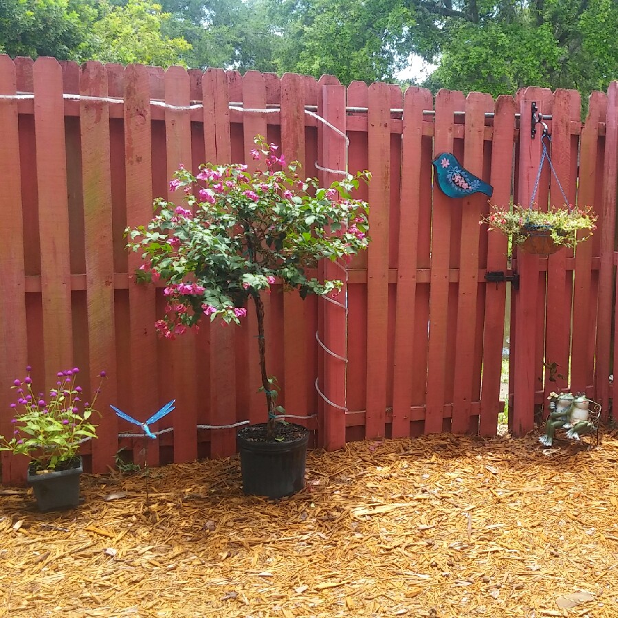 Brittany's garden