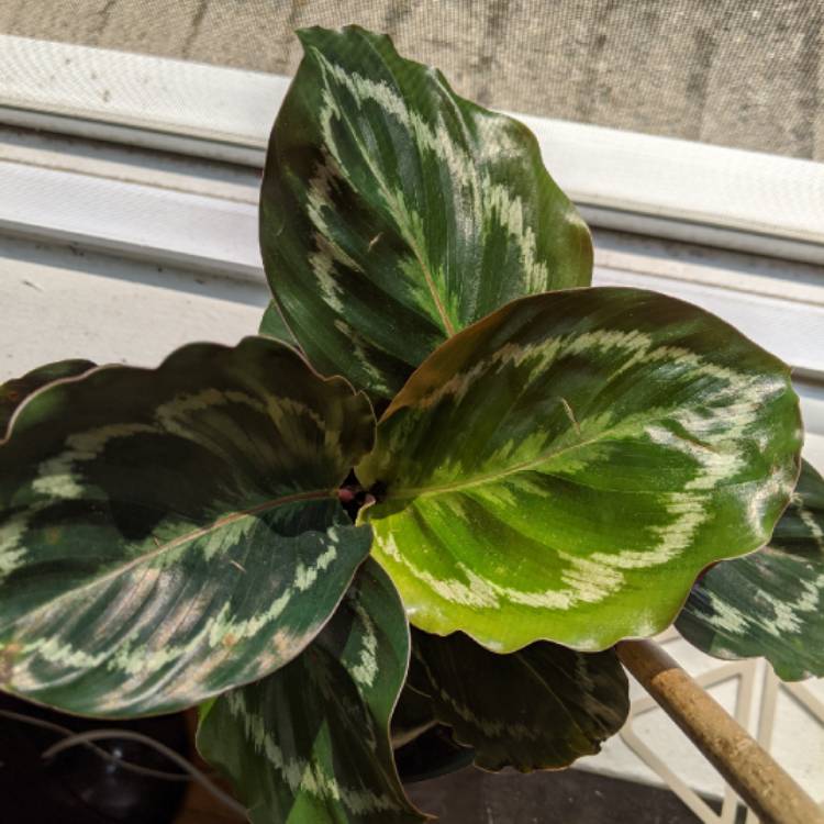 plant image 1393887