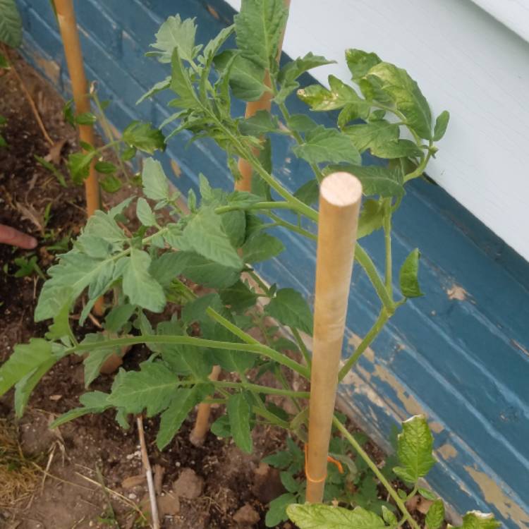 plant image 781609 plant image 781609