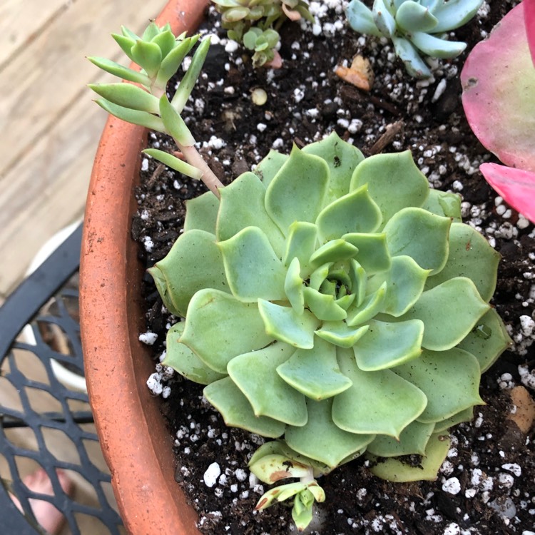 Plant image Echeveria Ramillete