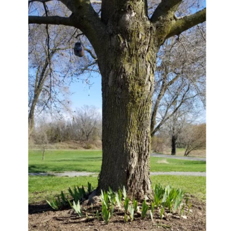 plant image 1006541