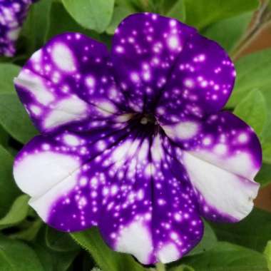 Petunia 'Kleph15313' syn. Petunia 'Night Sky', Petunia 'Headliner Night Sky'