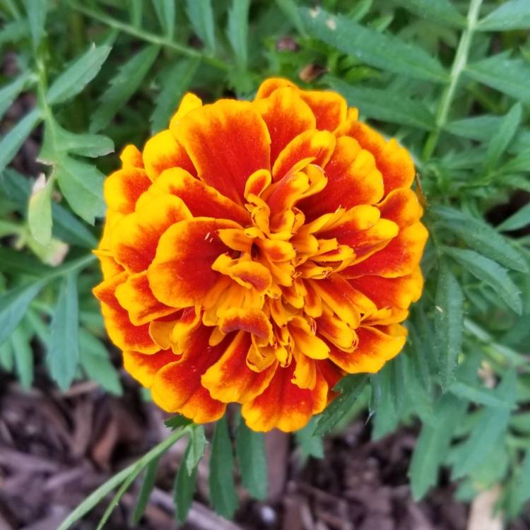 plant image 1044629