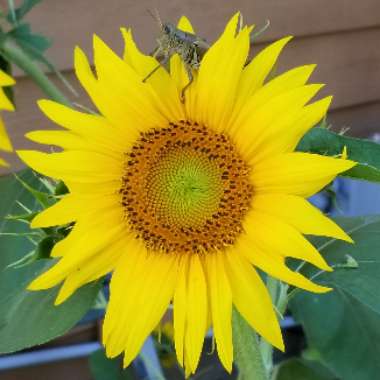 Helianthus annuus