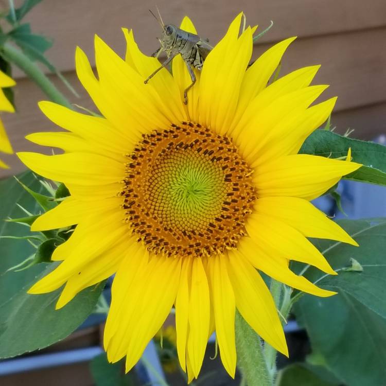 plant image 1150153