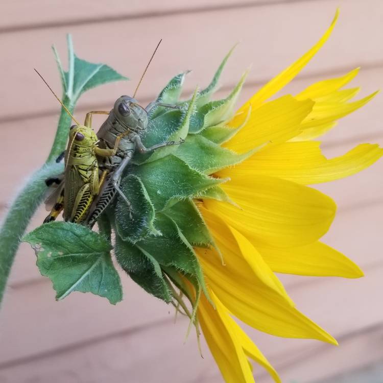 plant image 1150563