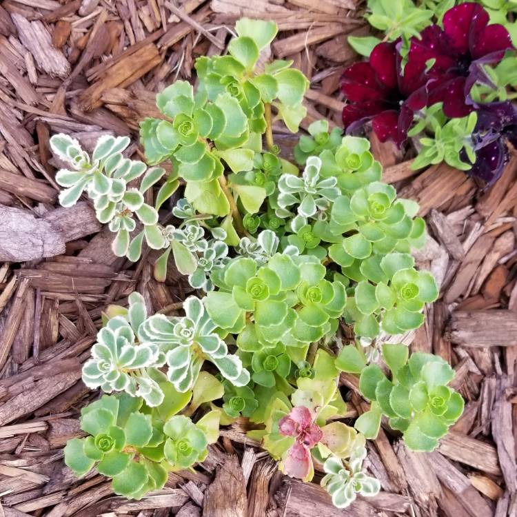 Plant image Sedum Spurium Tricolor