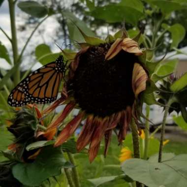 Helianthus annuus 'Evening Sun'