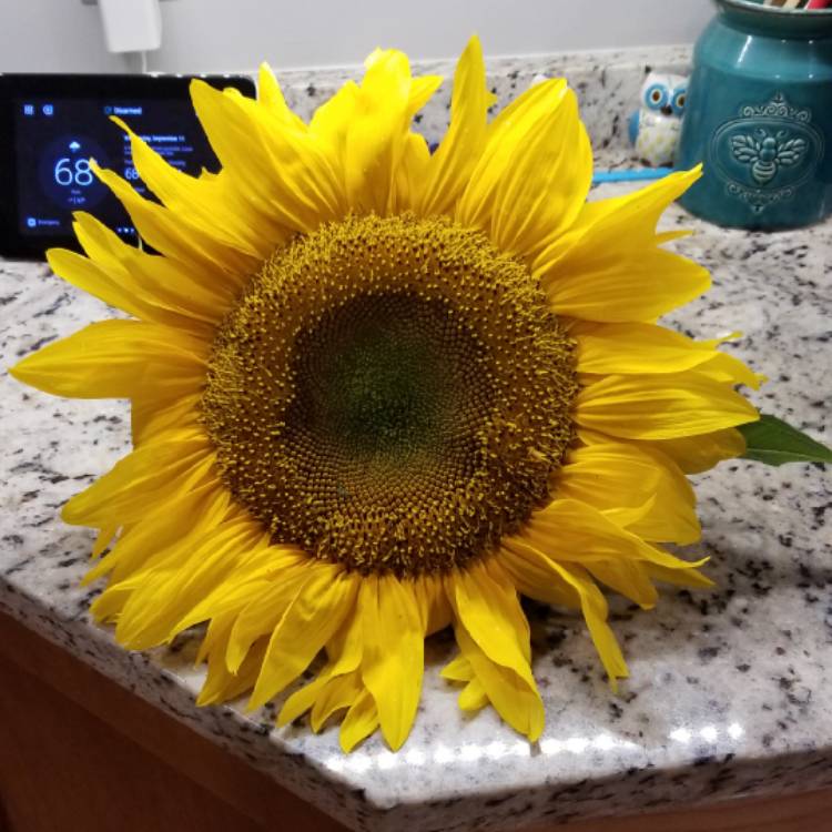Plant image Helianthus annuus 'girasol'