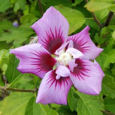 Hibiscus syriacus