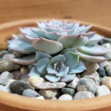 Echeveria Lilacina
