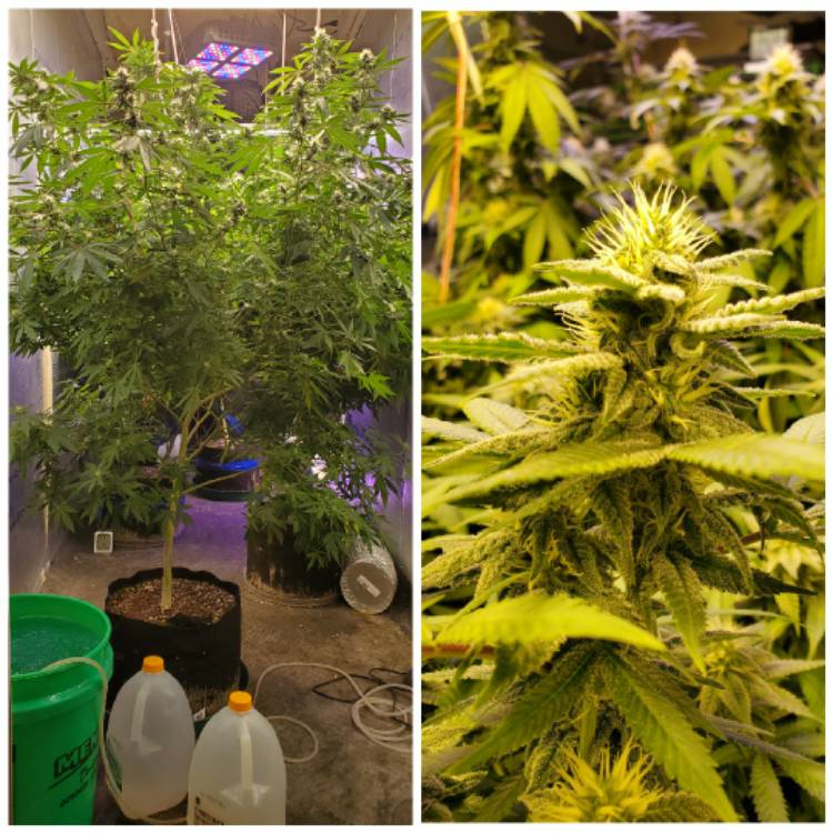 Plant image Cannabis sativa