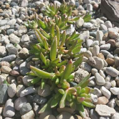 Delosperma 'Fire spinner'