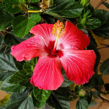 Hibiscus rosa-sinensis