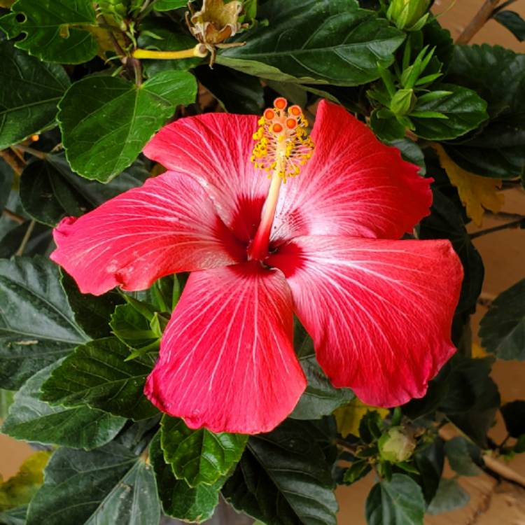 plant image 1300417 plant image 1300417