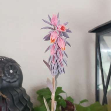 Echeveria Shaviana
