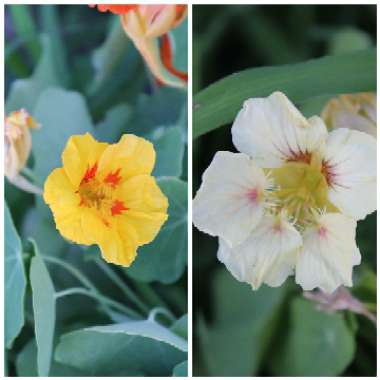 Tropaeolum majus
