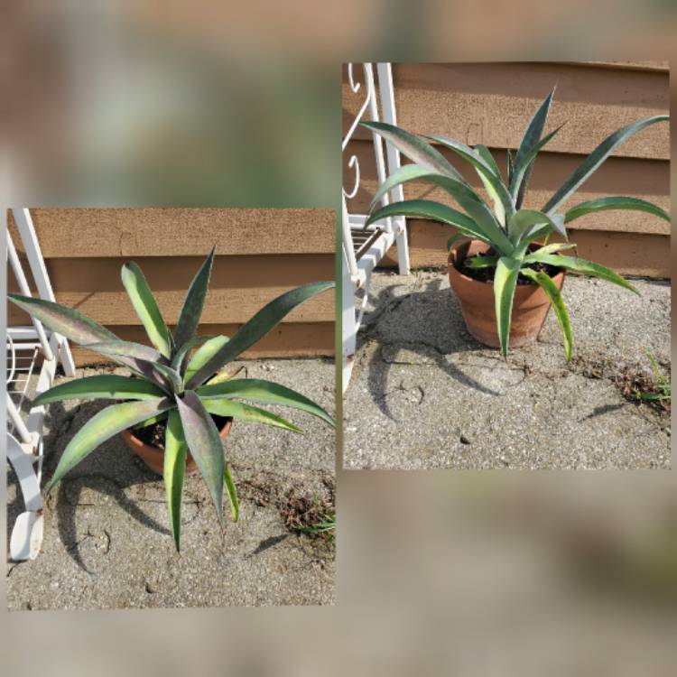 plant image 1395887