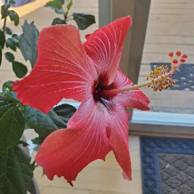 Hibiscus rosa-sinensis