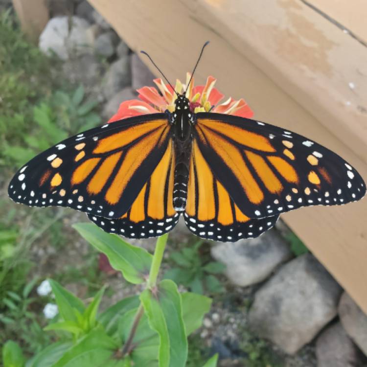 plant image 1396124