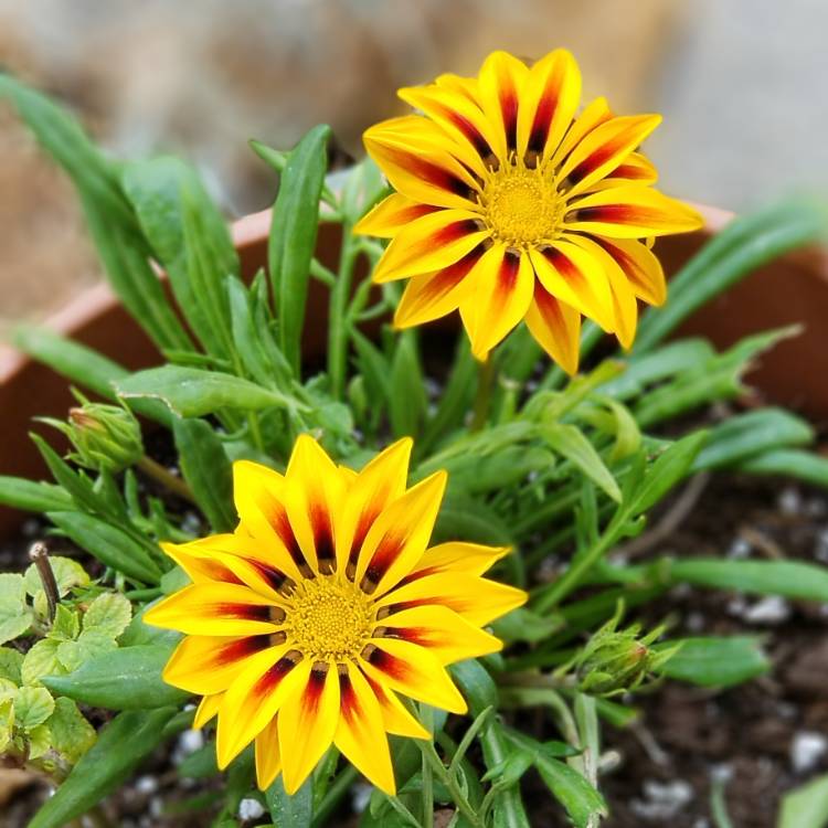 Plant image Gazania 'Daybreak Red Striped'