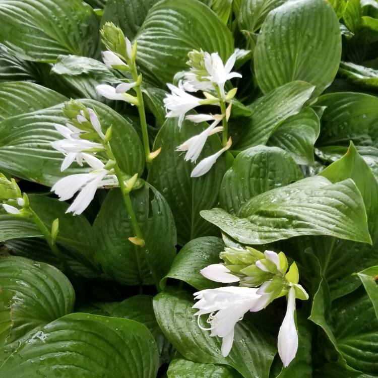 plant image 820699 plant image 820699