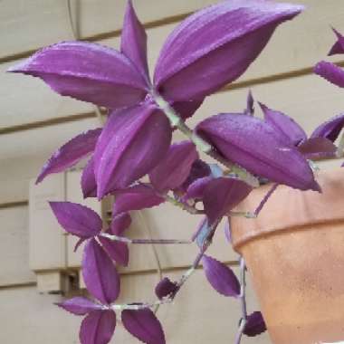 Tradescantia zebrina  syn. Tradescantia tricolor, Tradescantia zebrina pendula, Tradescantia pendula
