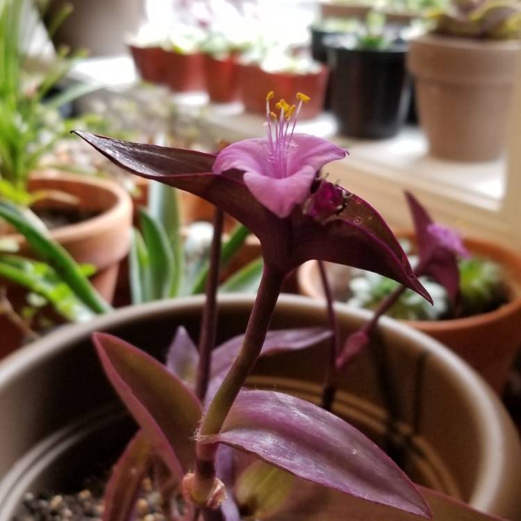 plant image 887388 plant image 887388