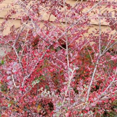 Cotoneaster horizontalis