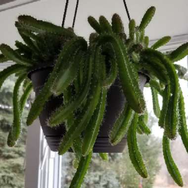 Selenicereus testudo