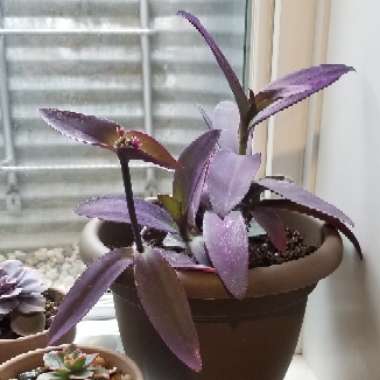 Tradescantia pallida 'Purpurea' syn. Tradescantia pallida 'Purple Heart'