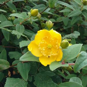Plant image Hypericum x moserianum 'Little Misstery'