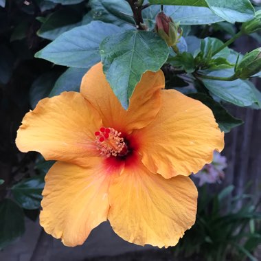 Hibiscus rosa-sinensis