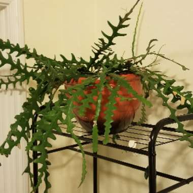 Pedilanthus Tithymaloides 'Nana'