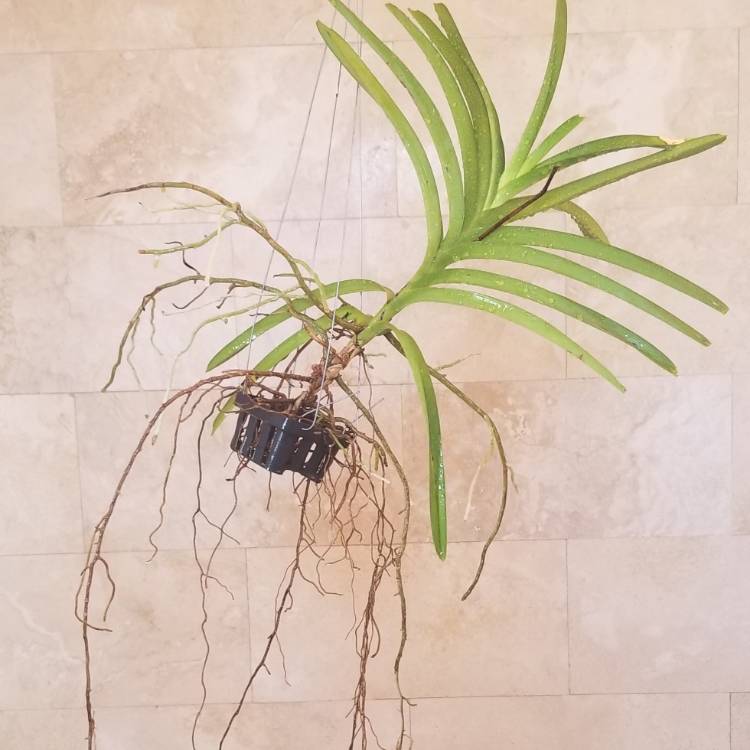 Plant image Vanda