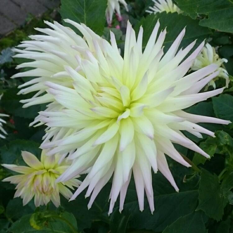 Plant image Dahlia 'Apricot Star'