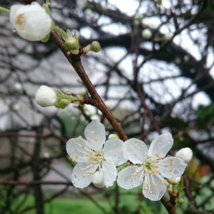 plant image 315859