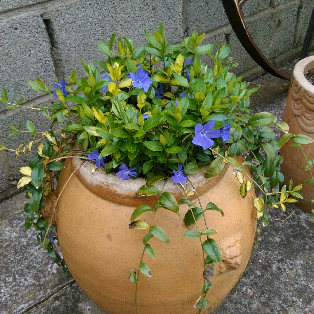 Plant image Vinca minor 'Limelight'