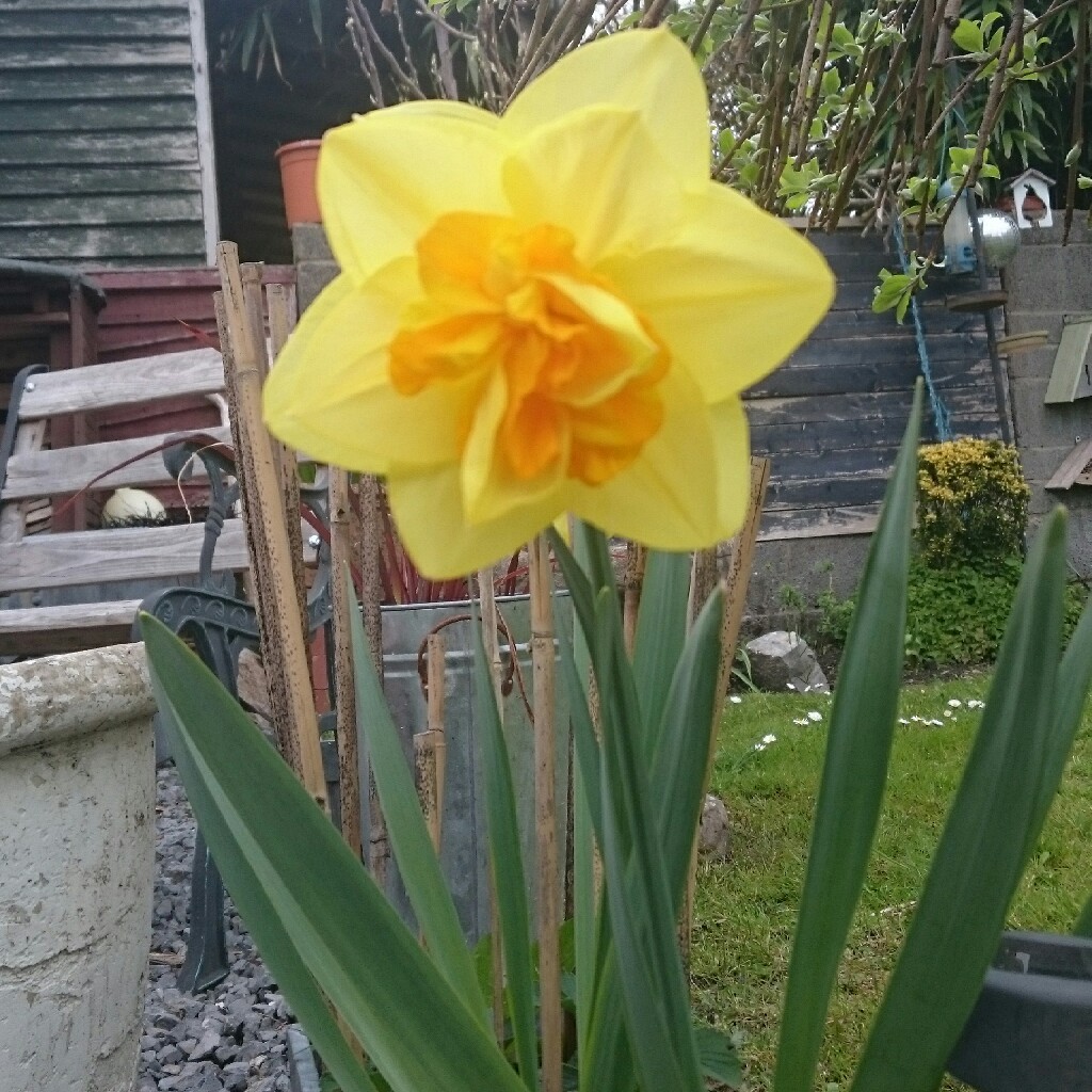 Plant image Narcissus 'Golden Ducat'