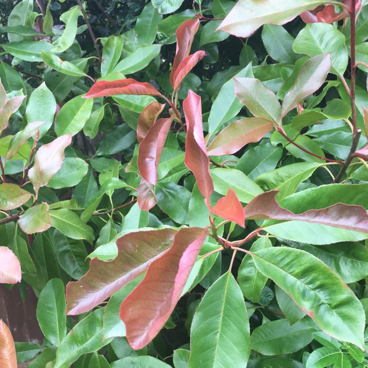 plant image 464967