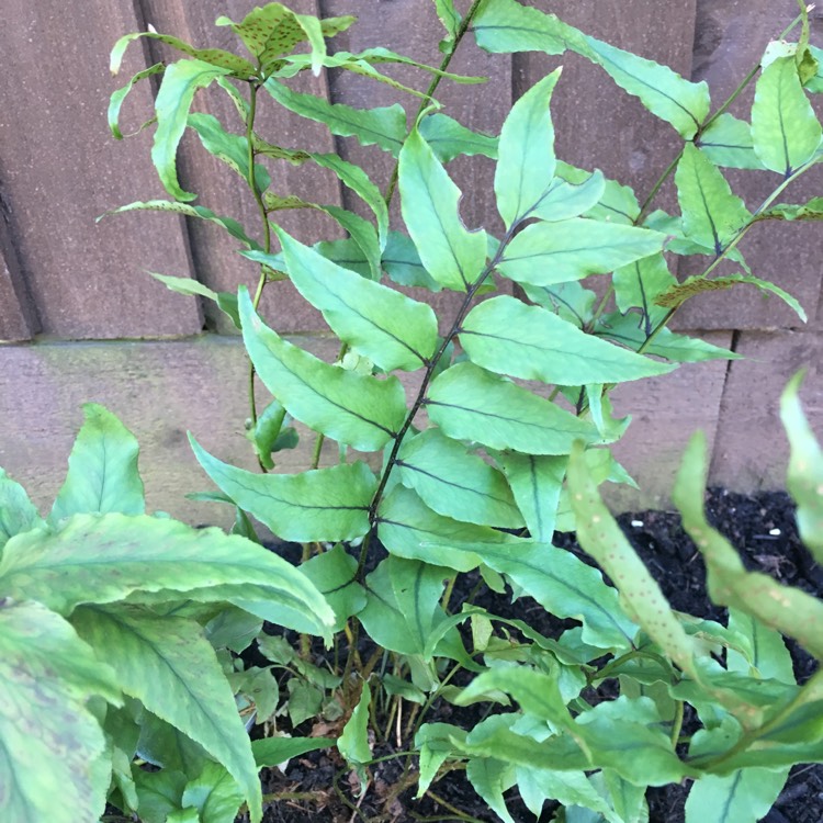 Plant image Cyrtomium Fortunei