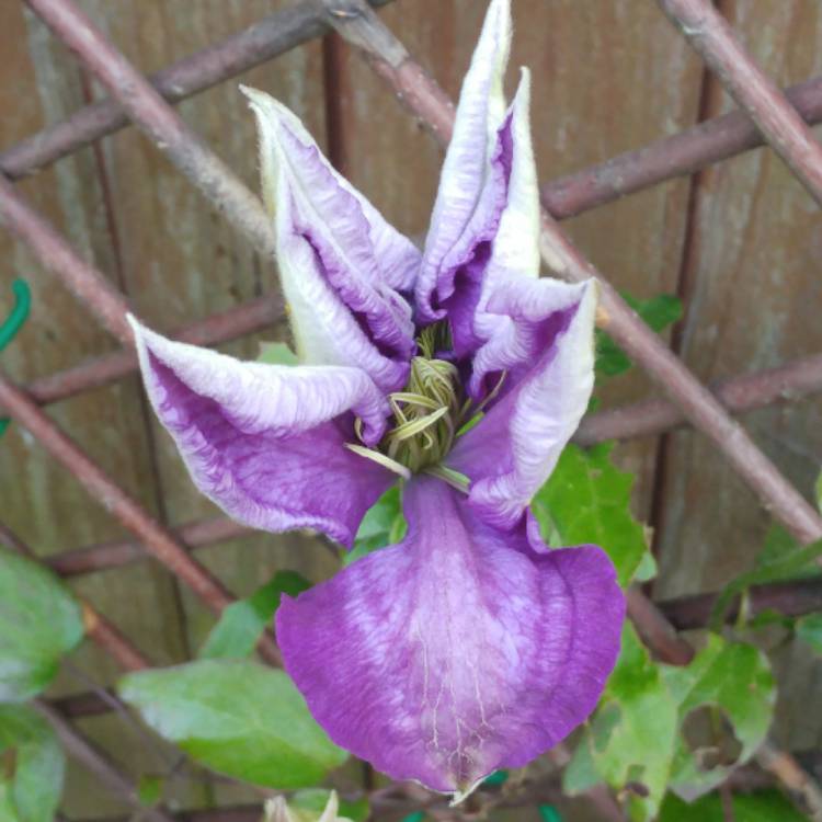 Plant image Clematis 'Daniel Deronda'