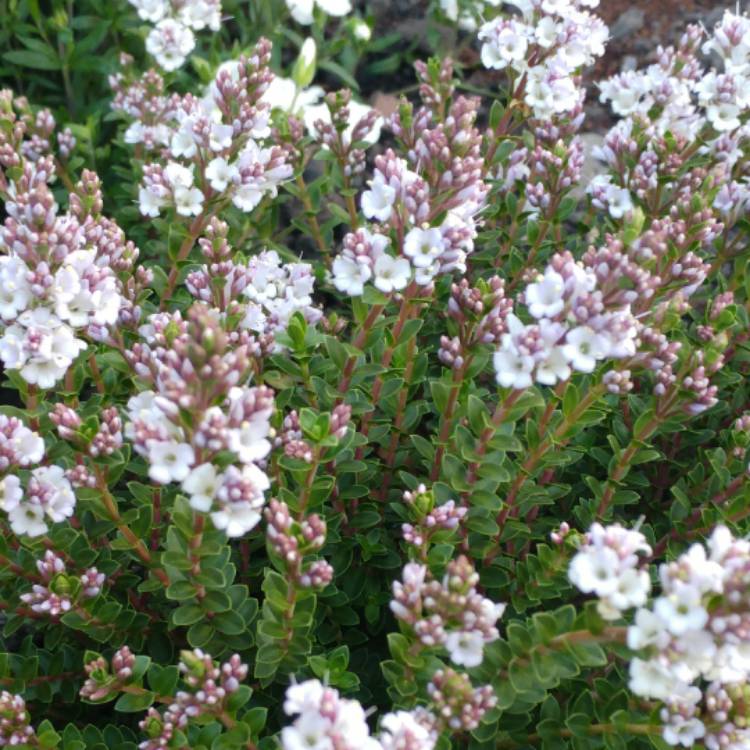 Plant image Hebe 'Baby Marie'