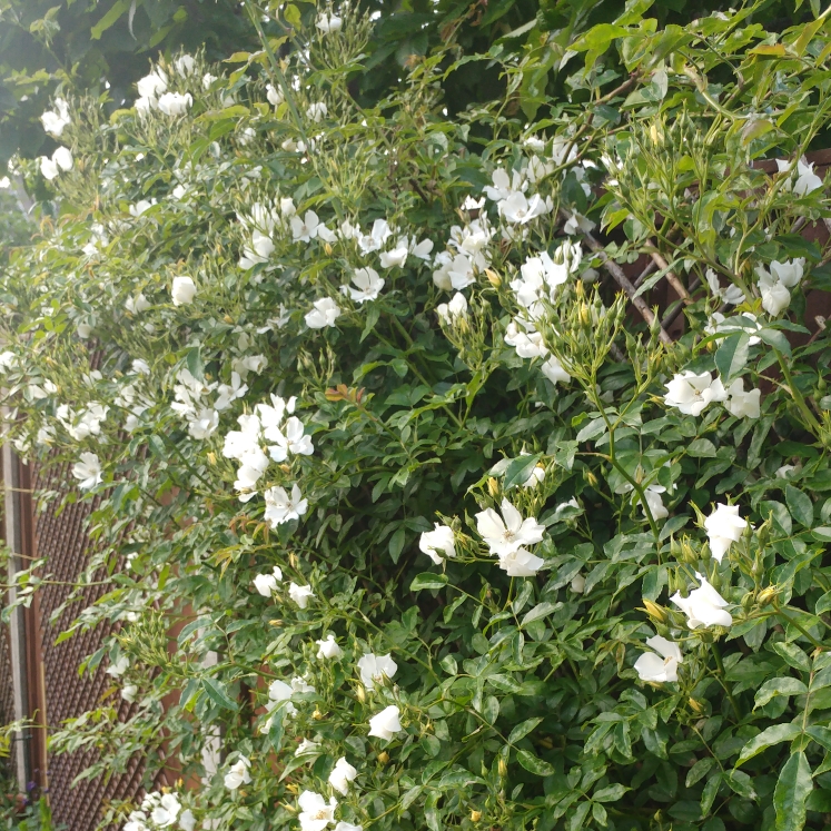 Plant image Rosa 'Wedding Day'