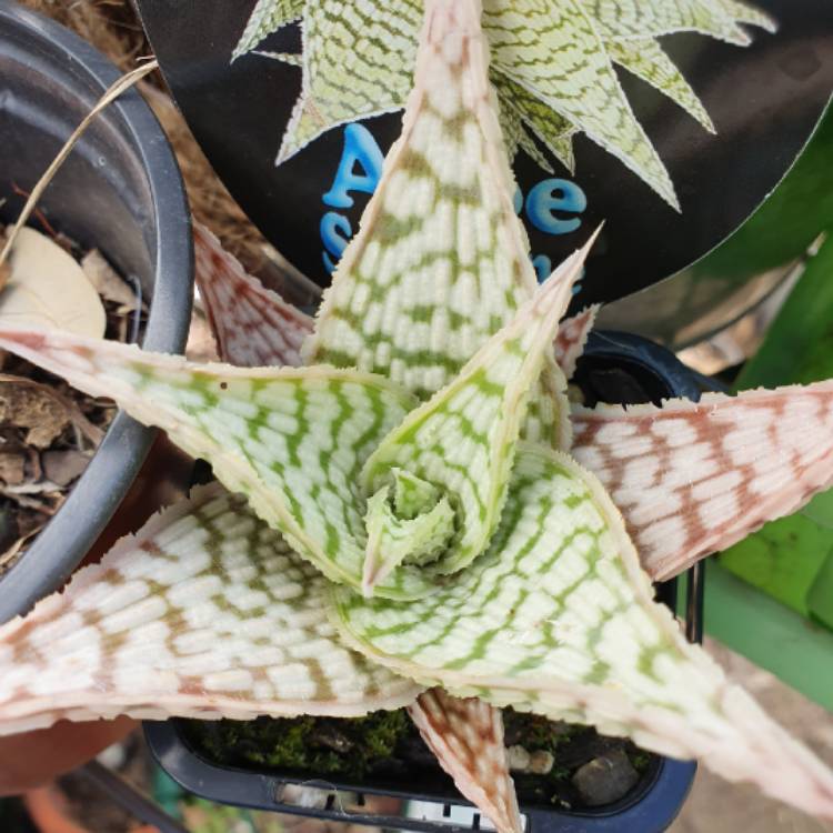 Plant image Aloe Sunshine